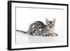 Kitten Bengal Kitten 16 Weeks-null-Framed Photographic Print