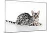 Kitten Bengal Kitten 16 Weeks-null-Mounted Photographic Print