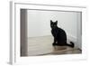 Kitten Black 1-Charles Bowman-Framed Photographic Print