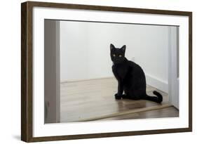 Kitten Black 1-Charles Bowman-Framed Photographic Print