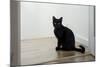 Kitten Black 1-Charles Bowman-Mounted Photographic Print