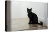 Kitten Black 1-Charles Bowman-Stretched Canvas