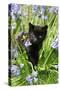 Kitten (Black) in Bluebells-null-Stretched Canvas