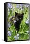 Kitten (Black) in Bluebells-null-Framed Stretched Canvas