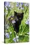 Kitten (Black) in Bluebells-null-Stretched Canvas