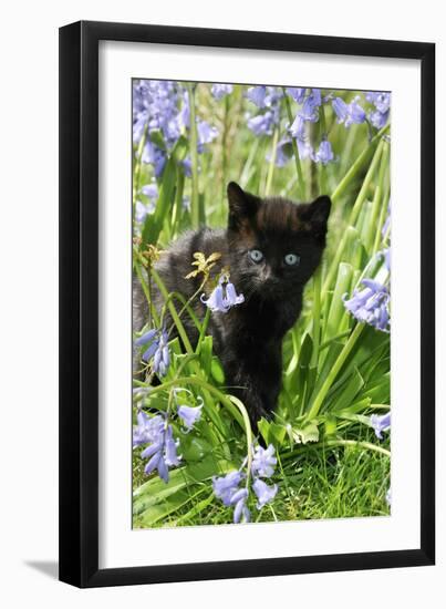 Kitten (Black) in Bluebells-null-Framed Photographic Print