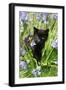 Kitten (Black) in Bluebells-null-Framed Photographic Print