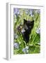 Kitten (Black) in Bluebells-null-Framed Photographic Print