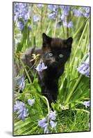 Kitten (Black) in Bluebells-null-Mounted Photographic Print