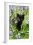 Kitten (Black) in Bluebells-null-Framed Photographic Print