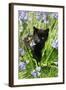 Kitten (Black) in Bluebells-null-Framed Photographic Print
