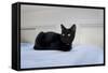 Kitten Black-Charles Bowman-Framed Stretched Canvas