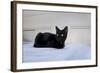 Kitten Black-Charles Bowman-Framed Photographic Print