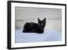 Kitten Black-Charles Bowman-Framed Photographic Print