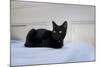 Kitten Black-Charles Bowman-Mounted Photographic Print