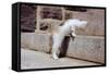 Kitten Climbing Stairs-null-Framed Stretched Canvas