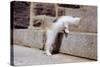 Kitten Climbing Stairs-null-Stretched Canvas