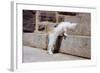 Kitten Climbing Stairs-null-Framed Photographic Print