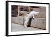 Kitten Climbing Stairs-null-Framed Photographic Print