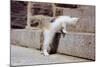 Kitten Climbing Stairs-null-Mounted Photographic Print