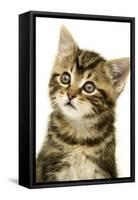 Kitten, Close-Up-null-Framed Stretched Canvas