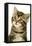 Kitten, Close-Up-null-Framed Stretched Canvas