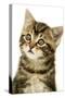 Kitten, Close-Up-null-Stretched Canvas