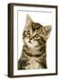 Kitten, Close-Up-null-Framed Photographic Print