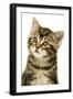 Kitten, Close-Up-null-Framed Photographic Print