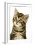 Kitten, Close-Up-null-Framed Photographic Print