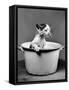 Kitten Emerging from Pot of Milk after Falling into It-Nina Leen-Framed Stretched Canvas