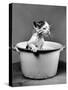 Kitten Emerging from Pot of Milk after Falling into It-Nina Leen-Stretched Canvas