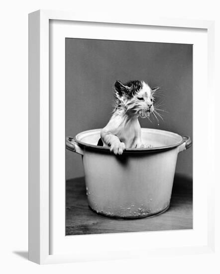 Kitten Emerging from Pot of Milk after Falling into It-Nina Leen-Framed Photographic Print