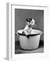 Kitten Emerging from Pot of Milk after Falling into It-Nina Leen-Framed Photographic Print