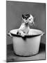 Kitten Emerging from Pot of Milk after Falling into It-Nina Leen-Mounted Photographic Print