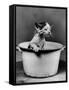 Kitten Emerging from Pot of Milk-Nina Leen-Framed Stretched Canvas