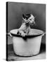 Kitten Emerging from Pot of Milk-Nina Leen-Stretched Canvas