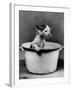 Kitten Emerging from Pot of Milk-Nina Leen-Framed Photographic Print