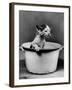 Kitten Emerging from Pot of Milk-Nina Leen-Framed Photographic Print