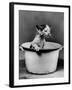 Kitten Emerging from Pot of Milk-Nina Leen-Framed Photographic Print