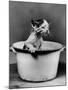 Kitten Emerging from Pot of Milk-Nina Leen-Mounted Photographic Print