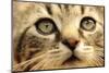 Kitten Face-Hamhalter Jiri-Mounted Photographic Print