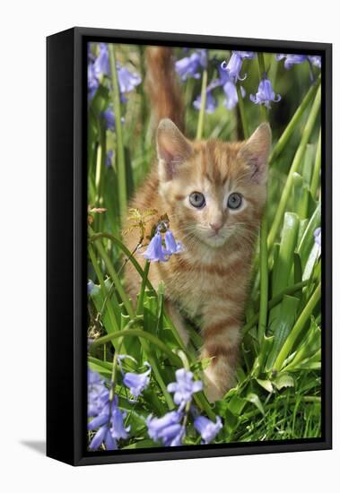 Kitten (Ginger) in Bluebells-null-Framed Stretched Canvas