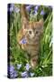 Kitten (Ginger) in Bluebells-null-Stretched Canvas