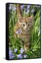 Kitten (Ginger) in Bluebells-null-Framed Stretched Canvas