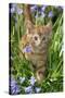 Kitten (Ginger) in Bluebells-null-Stretched Canvas