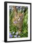 Kitten (Ginger) in Bluebells-null-Framed Premium Photographic Print