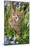 Kitten (Ginger) in Bluebells-null-Mounted Premium Photographic Print