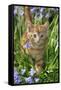 Kitten (Ginger) in Bluebells-null-Framed Stretched Canvas