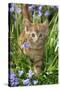 Kitten (Ginger) in Bluebells-null-Stretched Canvas